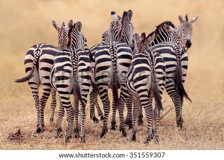 Zebra Group in the steppe from behind Equus quagga