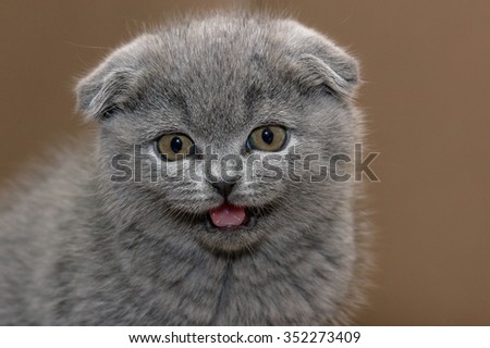 British Shorthair cat whelp with floppy ears