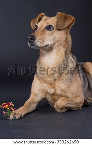 Dog with flower on paw