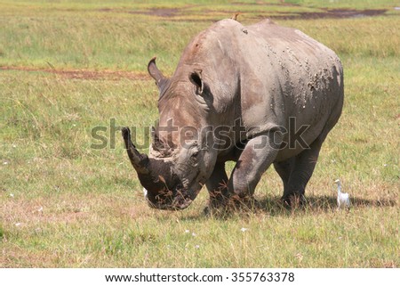 White rhinoceros in the steppe Ceratotherium simum