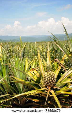 Pineapple in the plantation area under tropical area