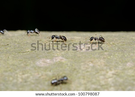 black garden ants run over bark