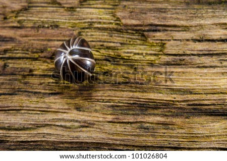 rolled up Diplopoda millipede on rotting wood