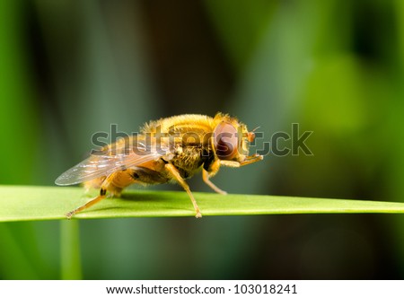 relaxing hover fly