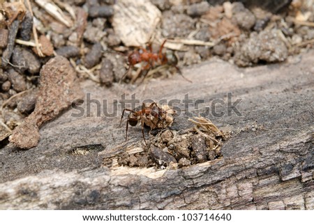 hard working red wood ant with heavy load