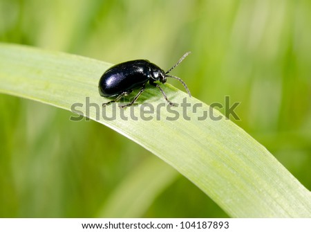 small shiny dark beetle on grass blade