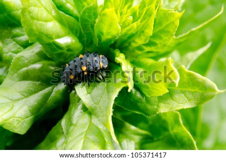 lady beetle pupa on salad
