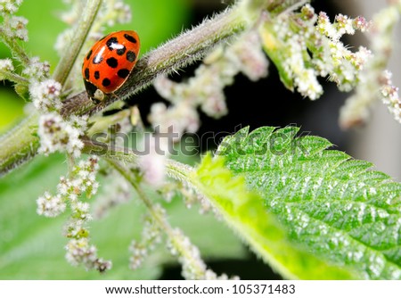 red asian lady beetle, summer meadow