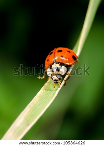 asian ladybird head first, grass blade