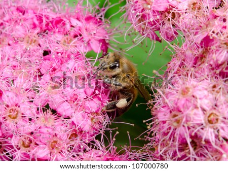 pink flowers, honey bee