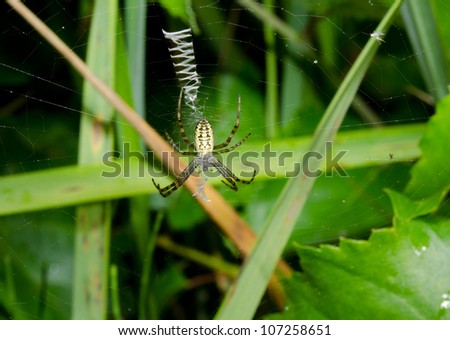 young wasp spider, zigzag web, thick grass