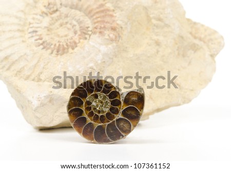 small ammonite cut open with bigger ammonite fossil in background