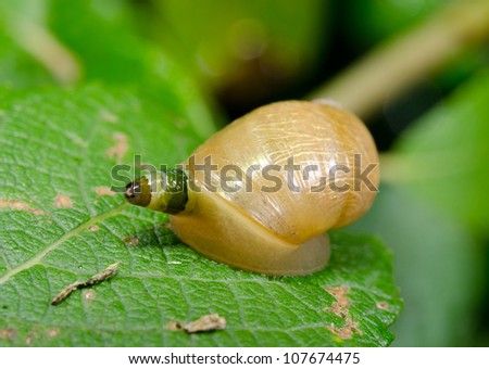 mad amber snail as host of parasitic worm