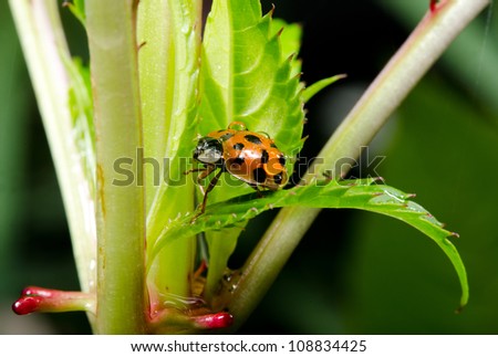 asian ladybirds