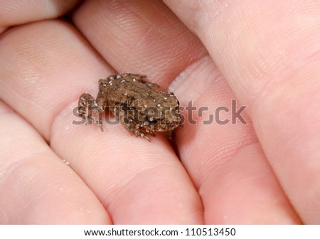 baby toad in hand