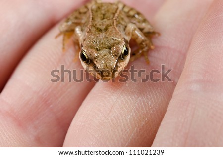 baby toad in hand staring up