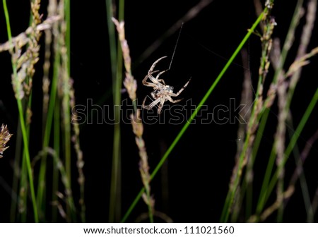 cross spider at night, weaving new web macro