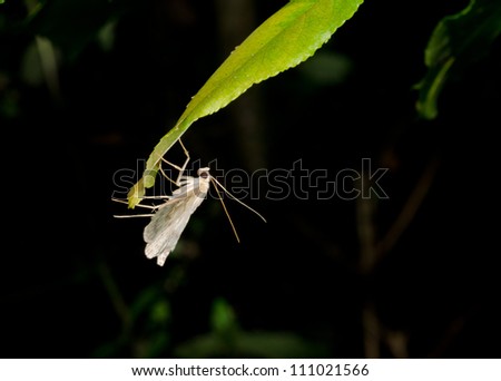 small moth at night on leaf, spotlighted