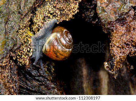 upside down snail macro