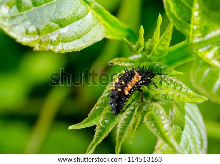 asian ladybird nymph, stinging nettle