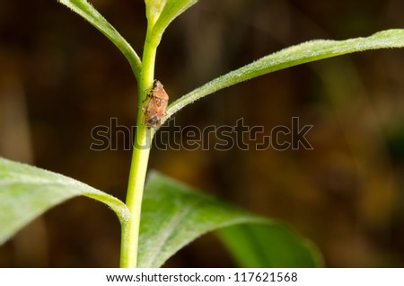 little plant bug climbing