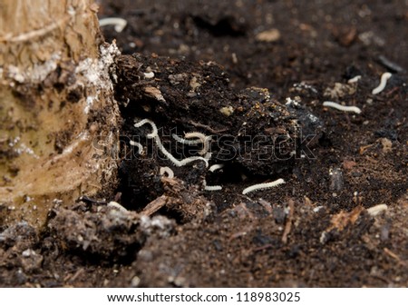 wriggling tiny gardening pest, small white millipedes (macro crop)