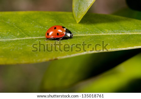 lady beetle in profile, rhododendron leafs