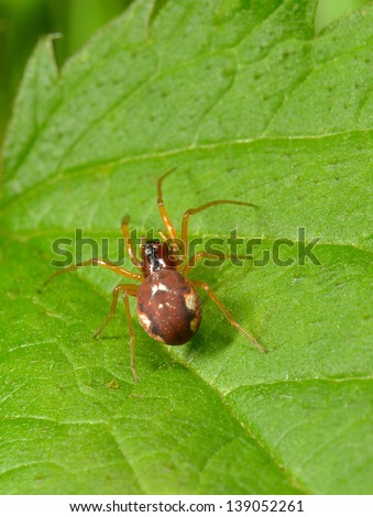 small spider climbs stinging nettle leaf