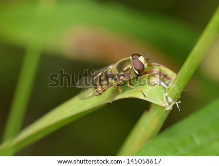 resting hover fly on grass