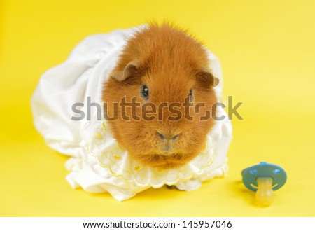 grumpy pig in baby dress