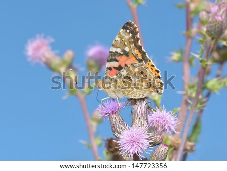 little butterfly on thistles, blue sky