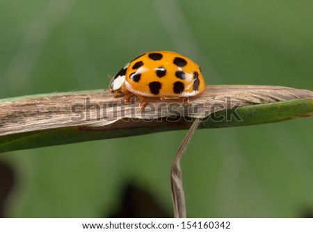 japanese lady beetle, side view