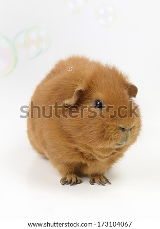 guinea pig with little soap bubble