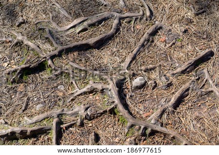 gnarled tree roots, forest floor