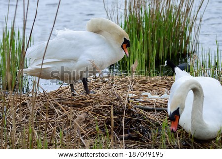 caring swan parents with eggs