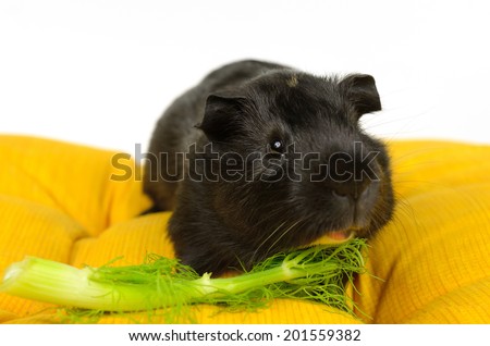 young guinea pig nibbling on fresh shoots