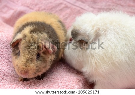 grown up guinea pig investigates baby pig