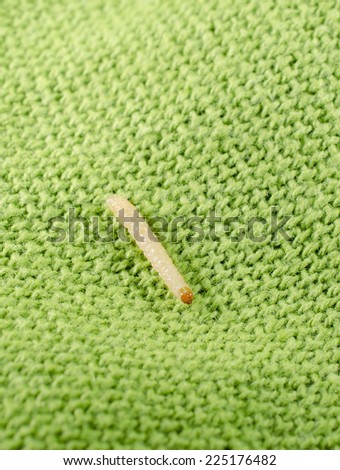 clothes moth caterpillar macro crop