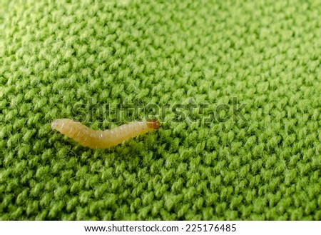 endangered blanket (clothes moth caterpillar)