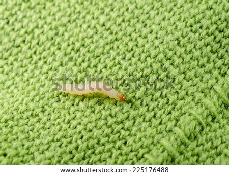 pest macro crop (clothes moth caterpillar)