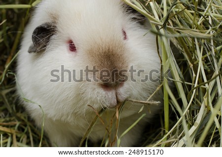 chewing himalayan guinea pig