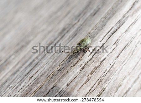 green snout beetle (wood)