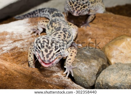 feeding time (leopard geckos)