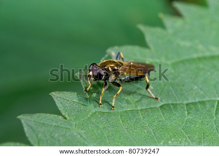 fly rests on stinging nettle