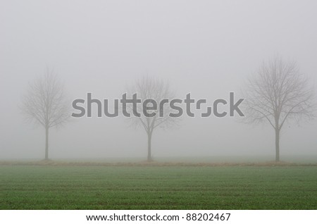 thick fog, field and trees in fall