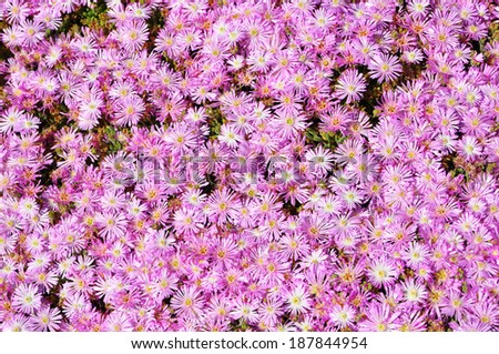 A sea of pink aster flowers blooming in this flower bed.