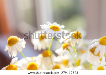 Bouquet of camomiles at sunlight. Cozy summer morning at home. Natural cute background with place for text.