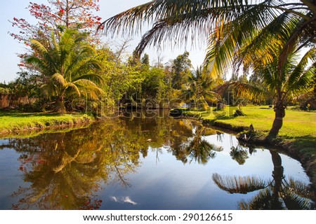 Natural background - palm trees grow on the bank of a pond. Cuba.