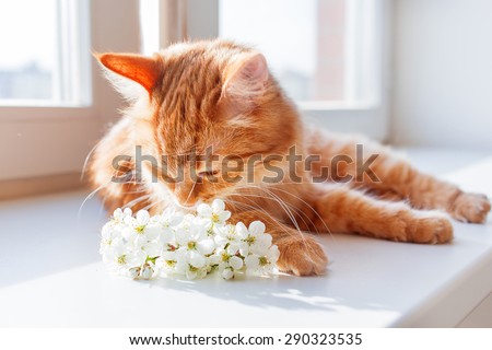 Ginger cat smells a bouquet of cherry flowers. Cozy spring morning at home. Cute background with place for text. Soft focus.