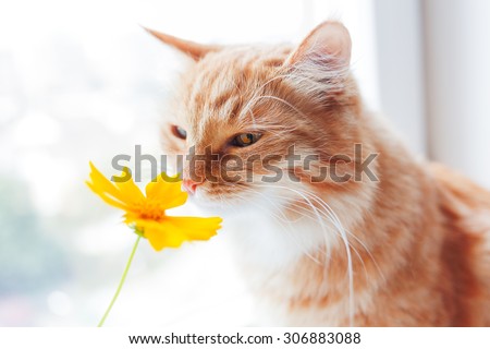 Ginger cat smells a bright yellow flower. Cozy morning at home. Cute background, soft focus.